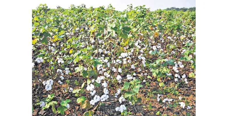 HTBt Cotton Ban Debate: Herbicide Resistance Raises Questions Over Weed Control